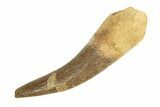 Fossil Plesiosaur (Zarafasaura) Tooth - Morocco #293210-1